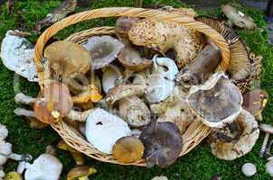 Edible mushrooms