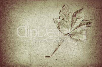 Dead leaf bw