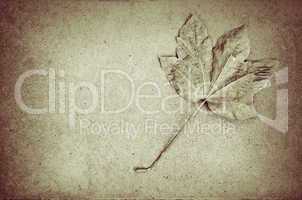 Dead leaf bw