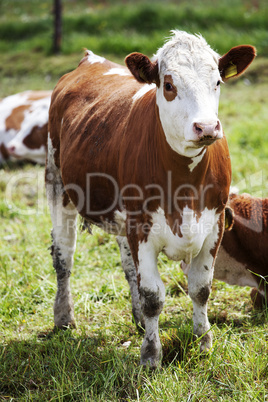 Cows on pasture