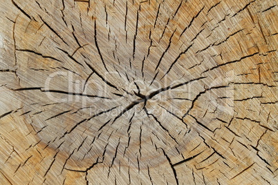 Wood texture of cutted tree trunk