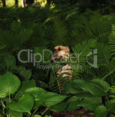 Sharpei dog in plants.