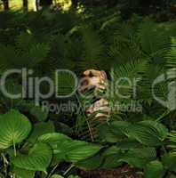 Sharpei dog in plants.