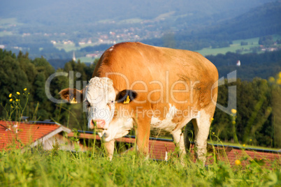 Kühe, Kuh, Gruppe, Vieh, Alm, Weide, Berg, Wiese, braun, weiß, Landschaft, schön, Panorama, Landwirtschaft, Viehhaltung,