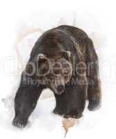 Watercolor Image Of  Grizzly Bear