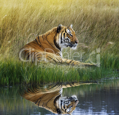 Tiger  On Grassy Bank With Reflection