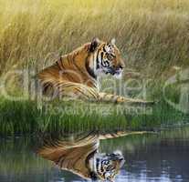 Tiger  On Grassy Bank With Reflection