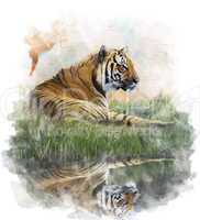Watercolor Image Of  Tiger