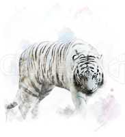 Watercolor White Tiger Portrait