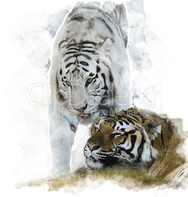Watercolor Image Of  White And Brown Tigers