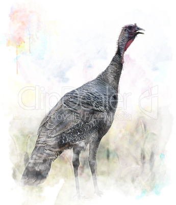 Watercolor Image Of  Turkey Bird