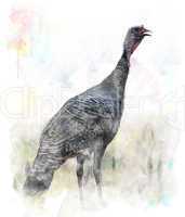 Watercolor Image Of  Turkey Bird