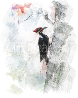 Watercolor Image Of  Pileated Woodpecker (Dryocopus pileatus)