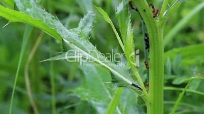 ants herd aphids