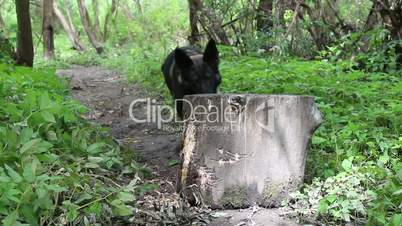 dog playing with a log