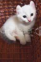 White small kitten