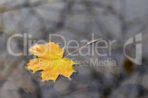 Herbstblatt, autumn leaf