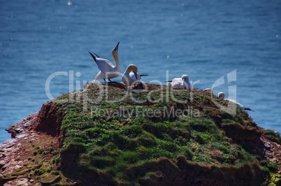 Helgoland lange Anna Brutgebiet Möwen und Tölpel