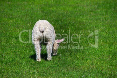 Lämmer und Schafe auf dem Deich in Westerhever Halbinsel Eidersted