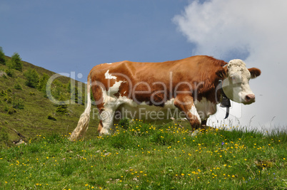 Kuh auf Bergwiese
