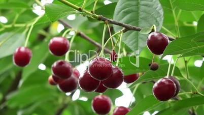 sour cherry fruits in windy weather
