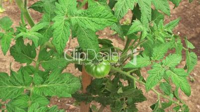 green tomato in a garden