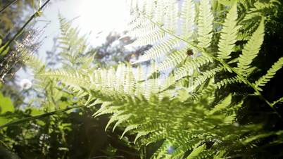 Fern and the sun