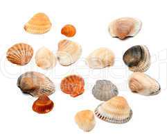 Seashells isolated on white