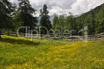 Bergwiese bei Nauders, Tirol