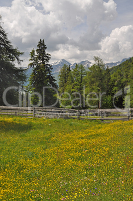 Bergwiese bei Nauders, Tirol