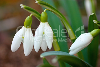 Snowdrops