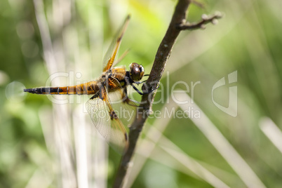 Vierfleck - Libellula quadrimaculata