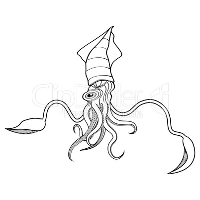 giant squid illustration