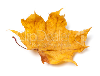 Autumn yellow dry maple leaf