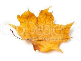 Autumn yellow dry maple leaf