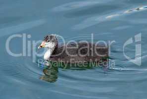 Eurasian coot duck (fulica atra) baby