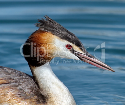 Crested grebe (podiceps cristatus) duck portrait