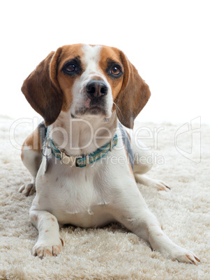 Aufmerksamer Beagle