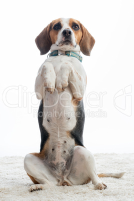 Beagle macht Männchen