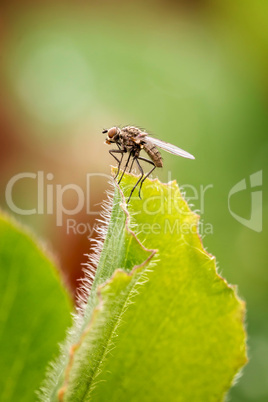 Common Housefly (Fly)