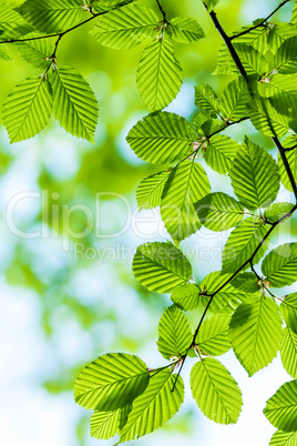 Hornbeam leaves