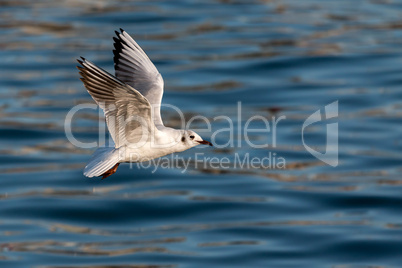 Young seagull