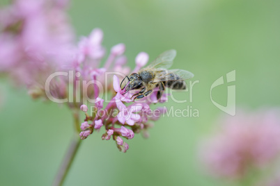 Nahaufnahme einer Biene auf Blüte