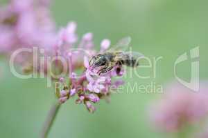 Nahaufnahme einer Biene auf Blüte