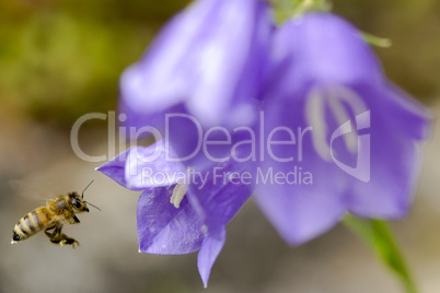 Biene im Anflug auf  blaue Glockenblüte