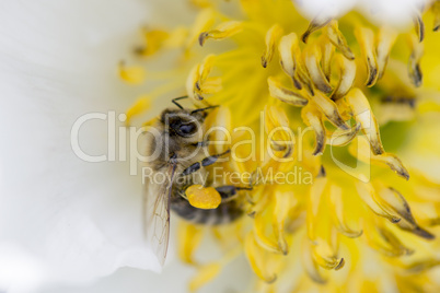 Makro einer Honigbiene in gelb/weißer Blüte