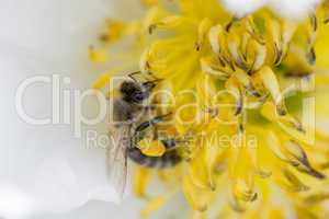 Makro einer Honigbiene in gelb/weißer Blüte