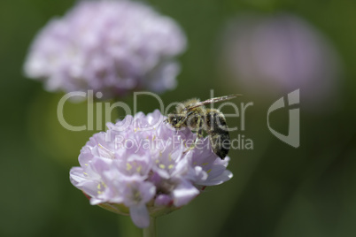 Nahaufnahme einer Biene auf einer Blüte