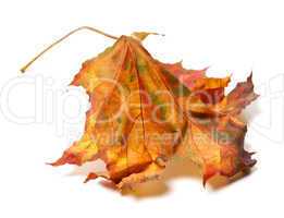 Autumn maple-leaf