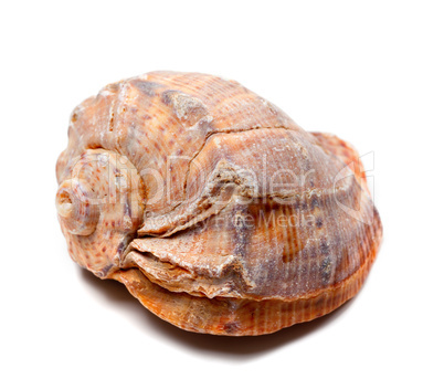 Rapana shell